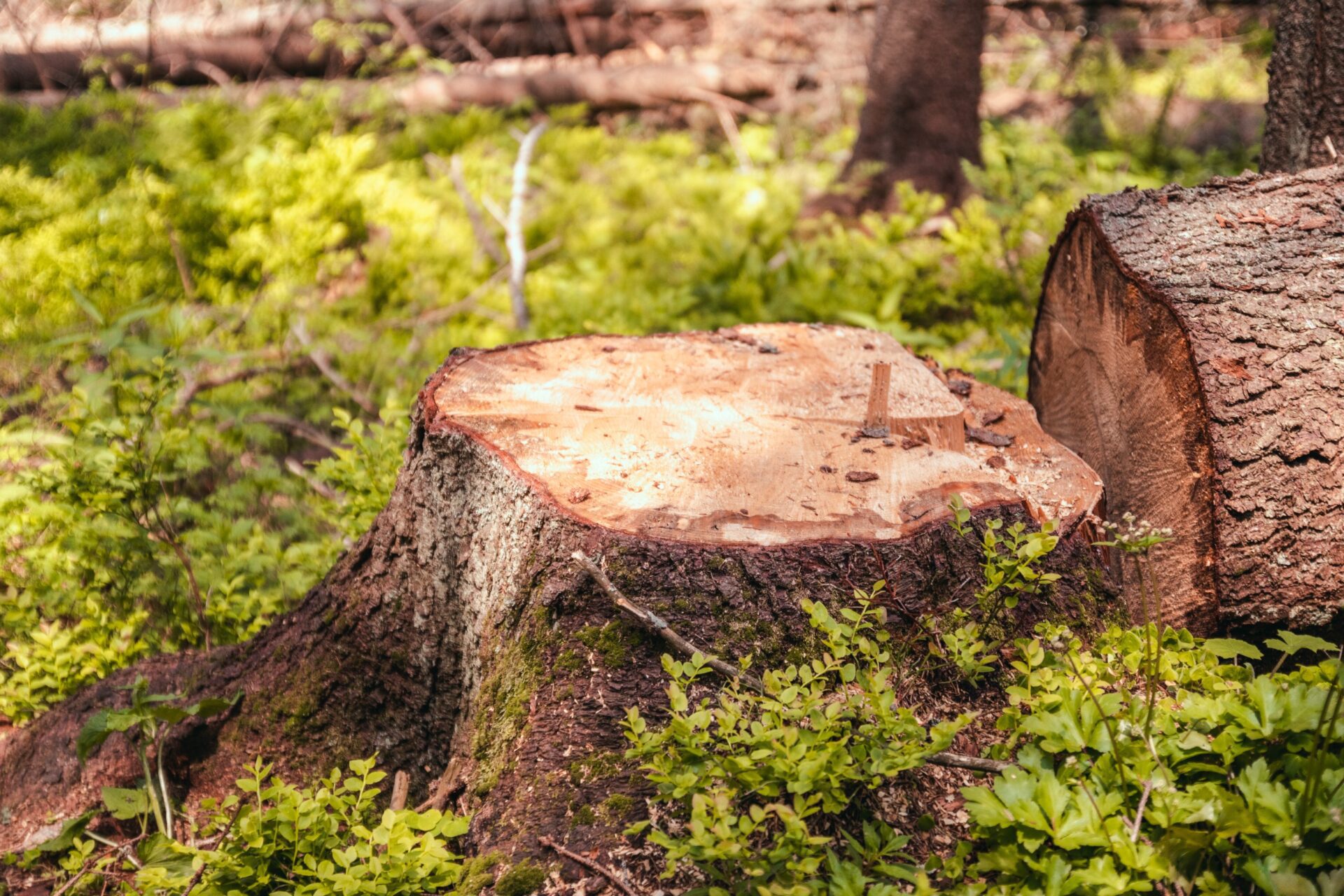 man-chopping-some-wood_23-2148580077